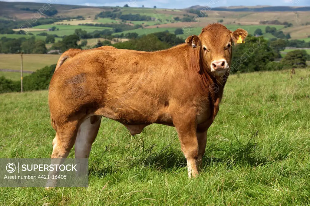 Domestic Cattle, Limousin bull calf, standing in pasture, North Lancashire, England, august