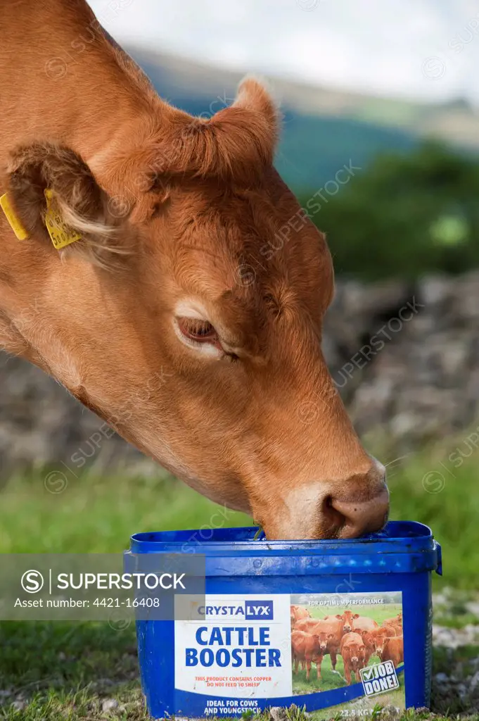 Domestic Cattle, Limousin cow, close-up of head, licking 'Cattle Booster' supplement feed block in pasture, England, august