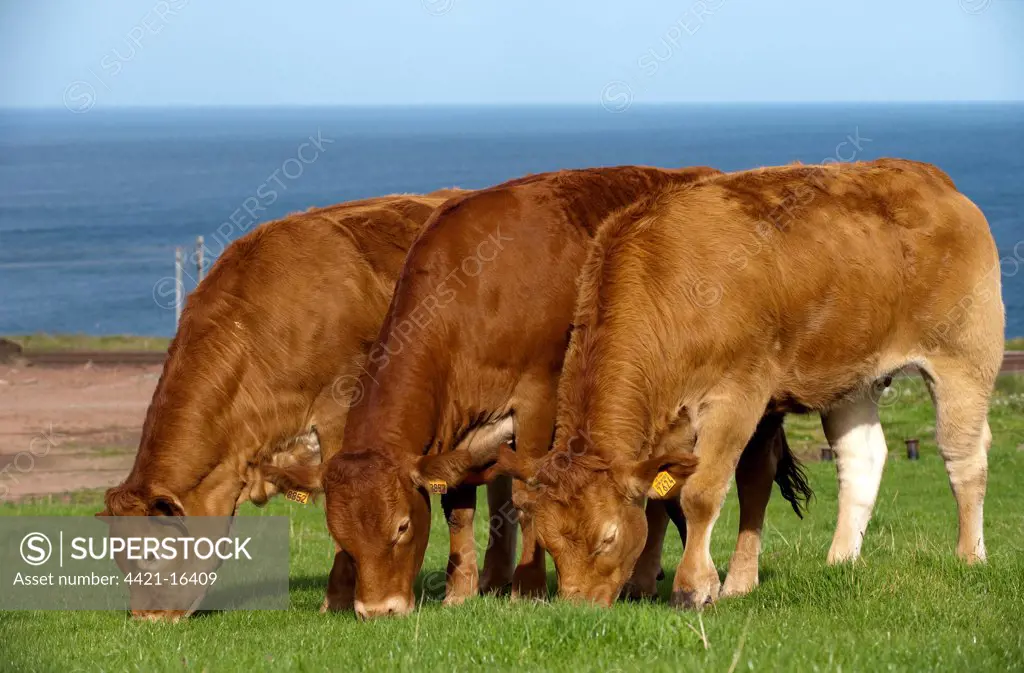 Domestic Cattle, Limousin heifers, imported from France, three grazing in coastal pasture, Scotland, september