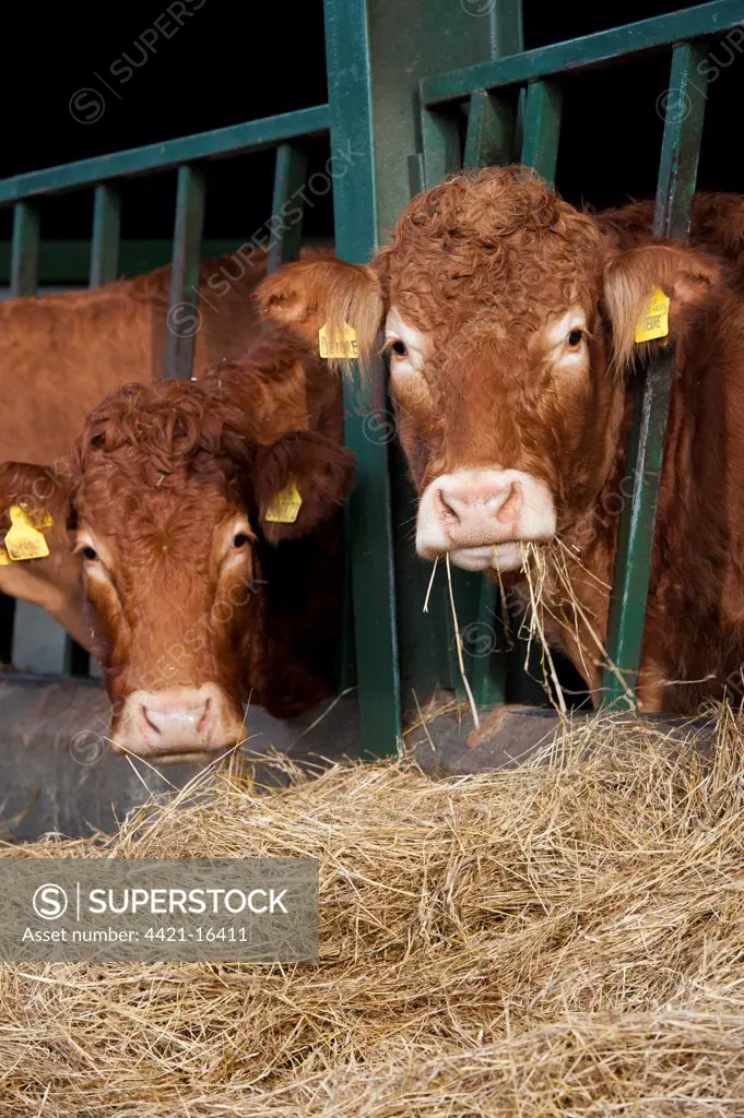 Domestic Cattle, Limousin beef herd, feeding on hay from behind feed barriers in shed, England, january