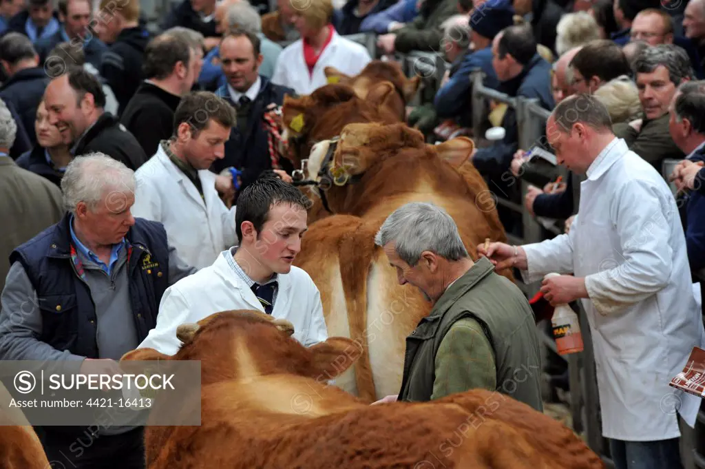 Domestic Cattle, Limousin bulls, prepared for sale ring with farmers, Carilsle Auction Mart, Cumbria, England, may