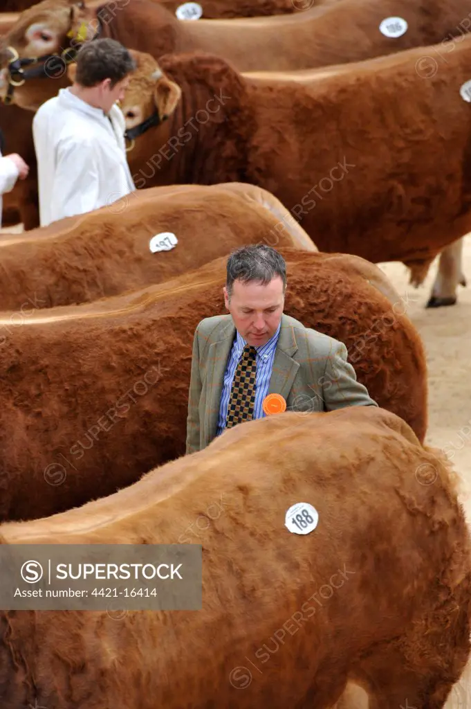 Domestic Cattle, Limousin bulls, inspected by judge at pre-sale show, England, may