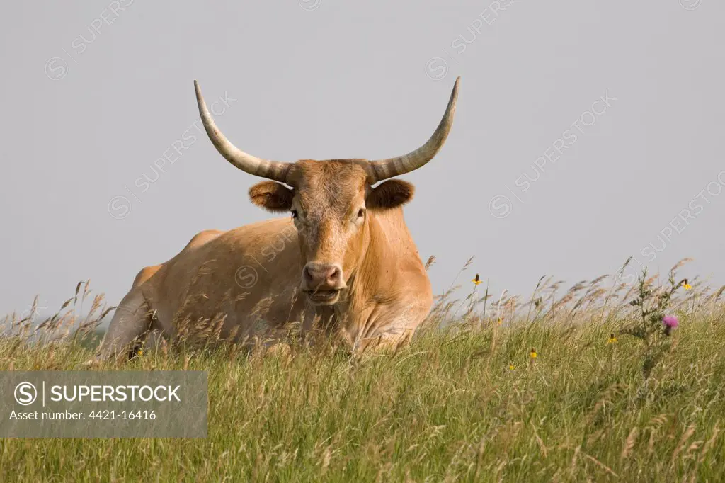 Domestic Cattle, Texas Longhorn cow, ruminating, chewing cud, resting on hill in prairie, North Dakota, U.S.A. july