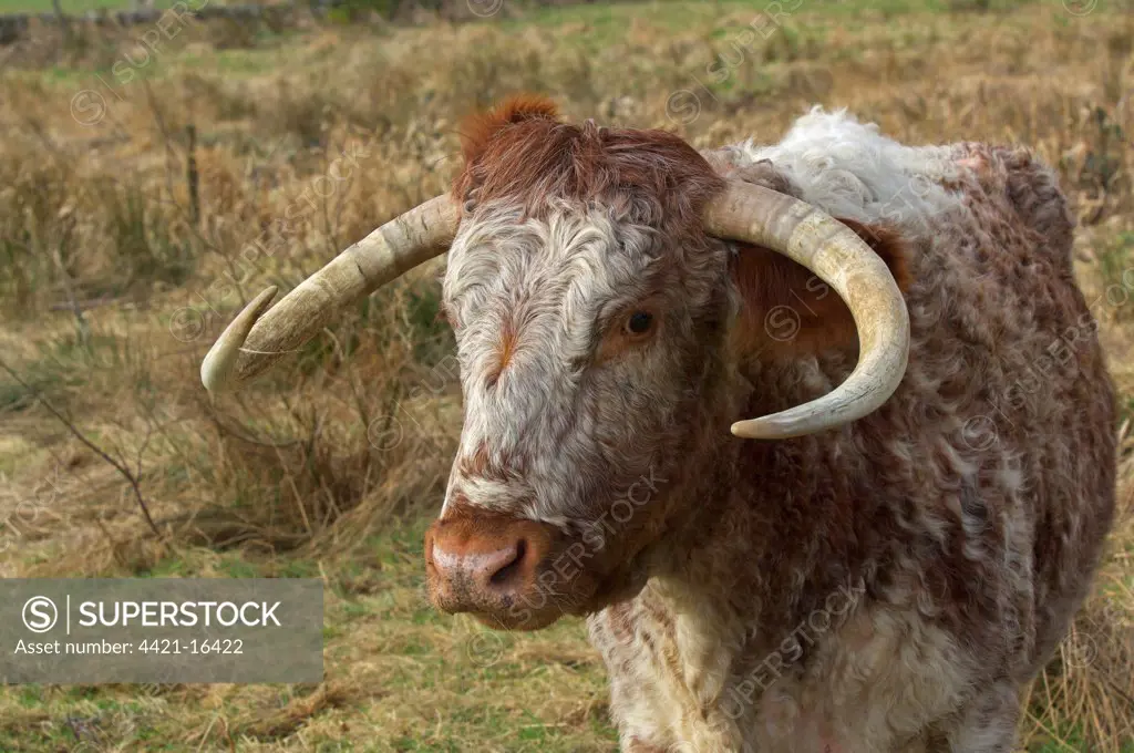 Domestic Cattle, Longhorn cow, close-up of head, standing in rough pasture, Dumfries and Galloway, Scotland, march
