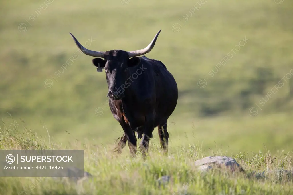 Domestic Cattle, Texas Longhorn cow, standing on prairie, Oakes, North Dakota, U.S.A., june