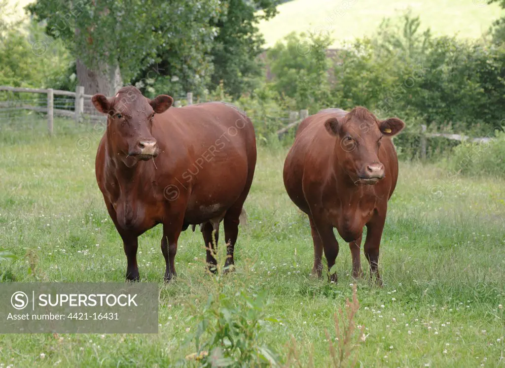 Domestic Cattle, Sussex cows, standing in pasture, England, june