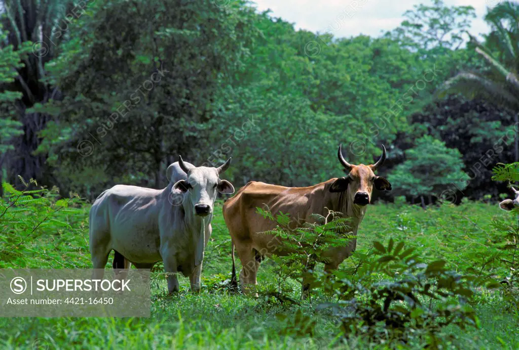 Domestic Cattle, Zebu (Bos indicus) bull and cow, grazing on land cleared in rainforest, Belize