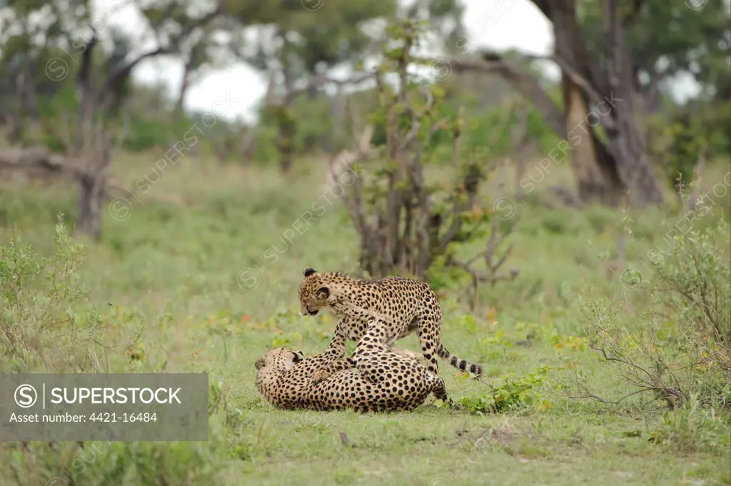 Cheetah (Acinonyx jubatus) adult and immature, play-fighting, Kwando Lagoon, Linyanti, Botswana