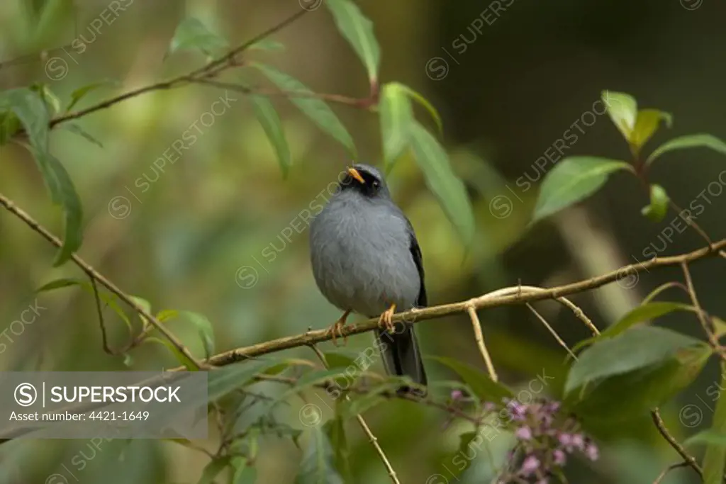 Black-faced Solitaire (Myadestes melanops) adult, perched on branch, Costa Rica, march