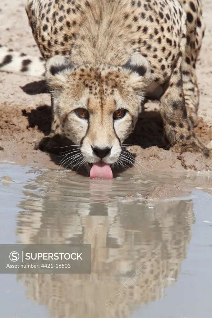 Cheetah (Acinonyx jubatus) adult, drinking at waterhole, Kalahari Gemsbok N.P., Kgalagadi Transfrontier Park, South Africa