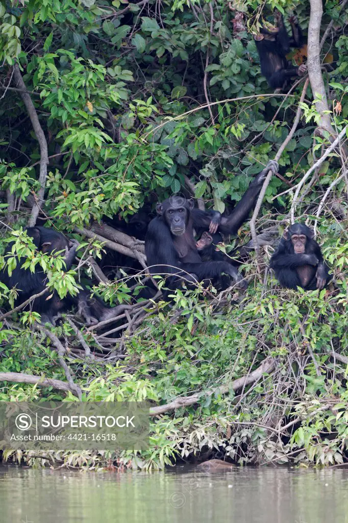 Chimpanzee (Pan troglodytes) adult females with young, sitting in vegetation at edge of water, Gambia River, Gambia, january