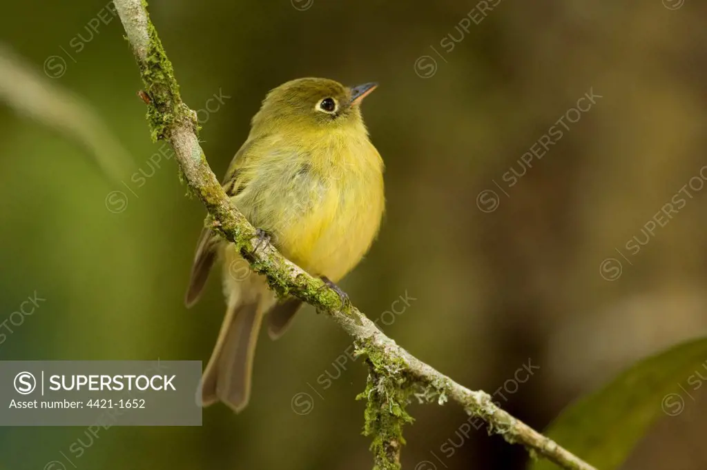 Yellowish Flycatcher (Empidonax flavescens) adult, perched on twig, Costa Rica, march