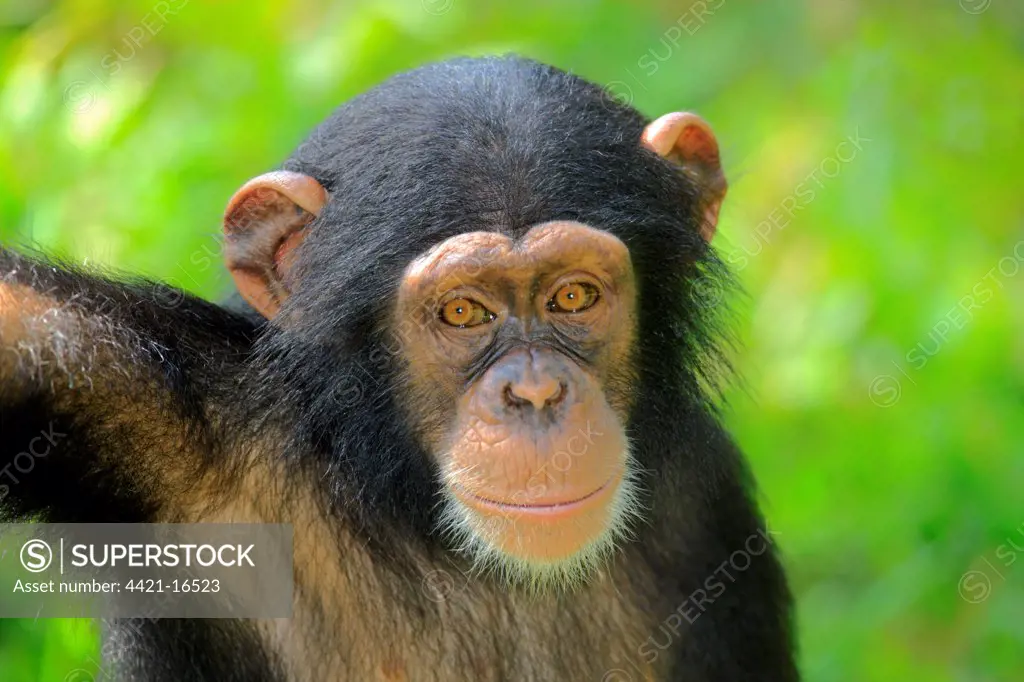 Chimpanzee (Pan troglodytes) young, close-up of head (captive)