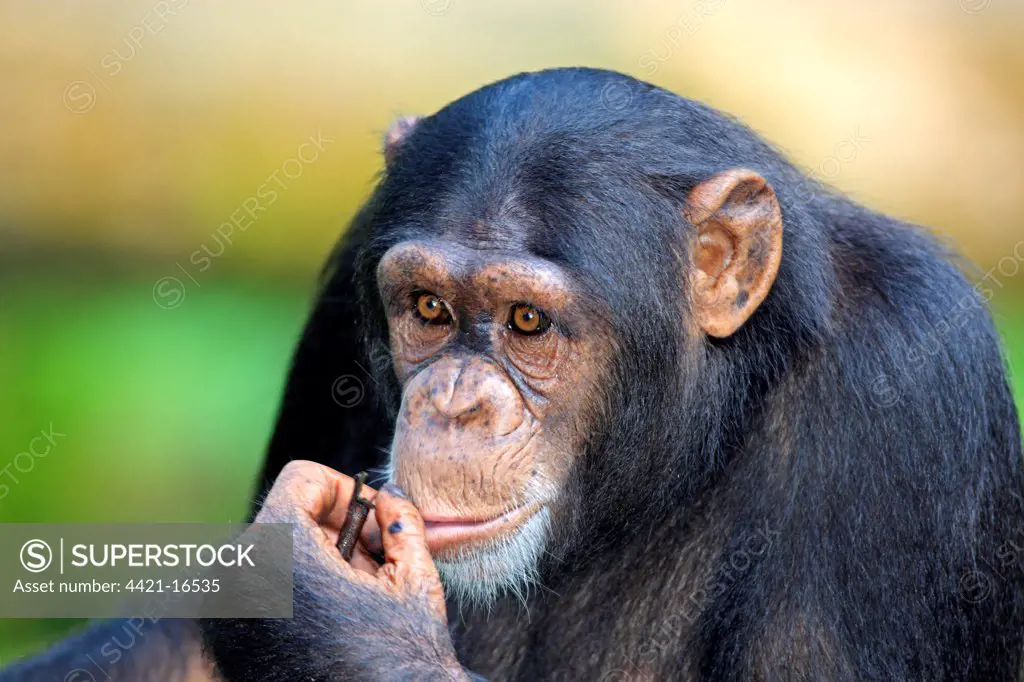 Chimpanzee (Pan troglodytes) adult, close-up of head and hand (captive)