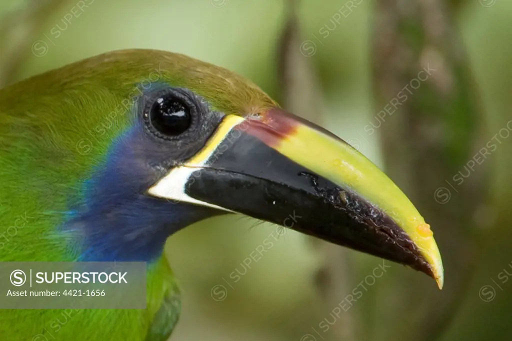 Blue-throated Toucanet (Aulacorhynchus caeruleogularis) adult, close-up of head and beak, Costa Rica, march