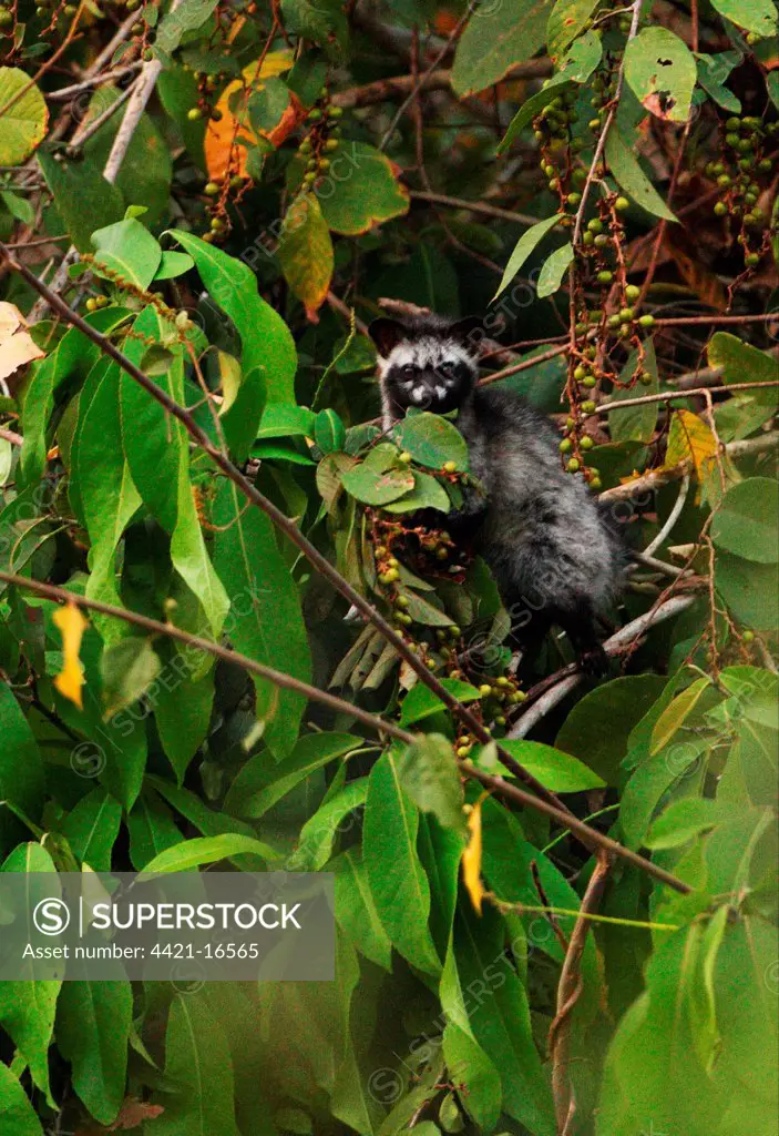 Common Palm Civet (Paradoxurus hermaphroditus) adult, climbing in fruiting tree, Kaeng Krachan N.P., Thailand, february