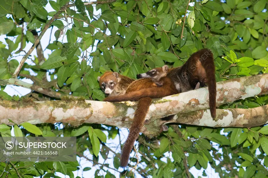 White-nosed Coati (Nasua nasua narica) adults, resting on branch in lowland tropical forest, Tikal N.P., Peten, Guatemala