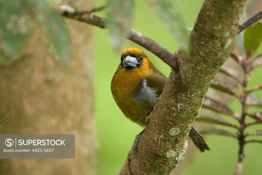 Prong-billed Barbet (Semnornis frantzii) adult, perched on branch, Costa Rica, march