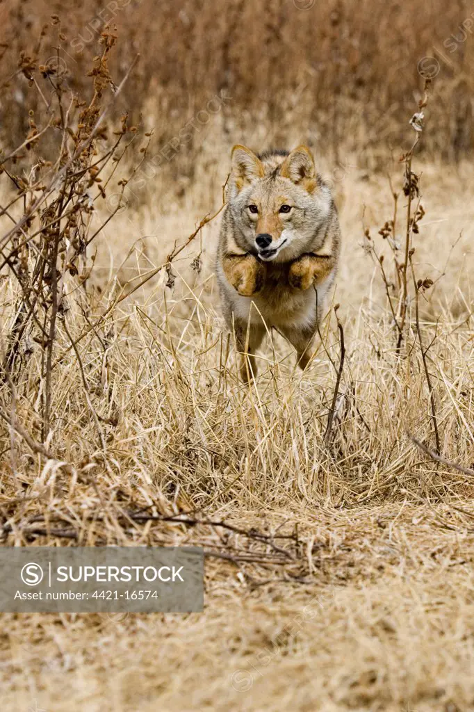 Coyote (Canis latrans) adult, running and leaping, U.S.A.