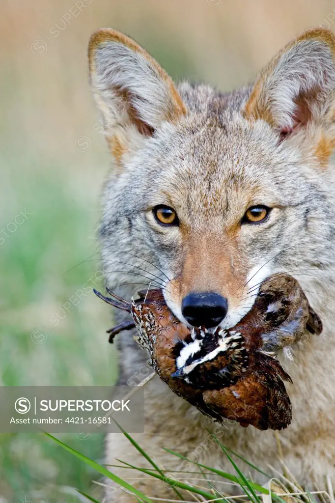 Coyote (Canis latrans) adult, feeding on bobwhite quail, close-up of head, U.S.A.