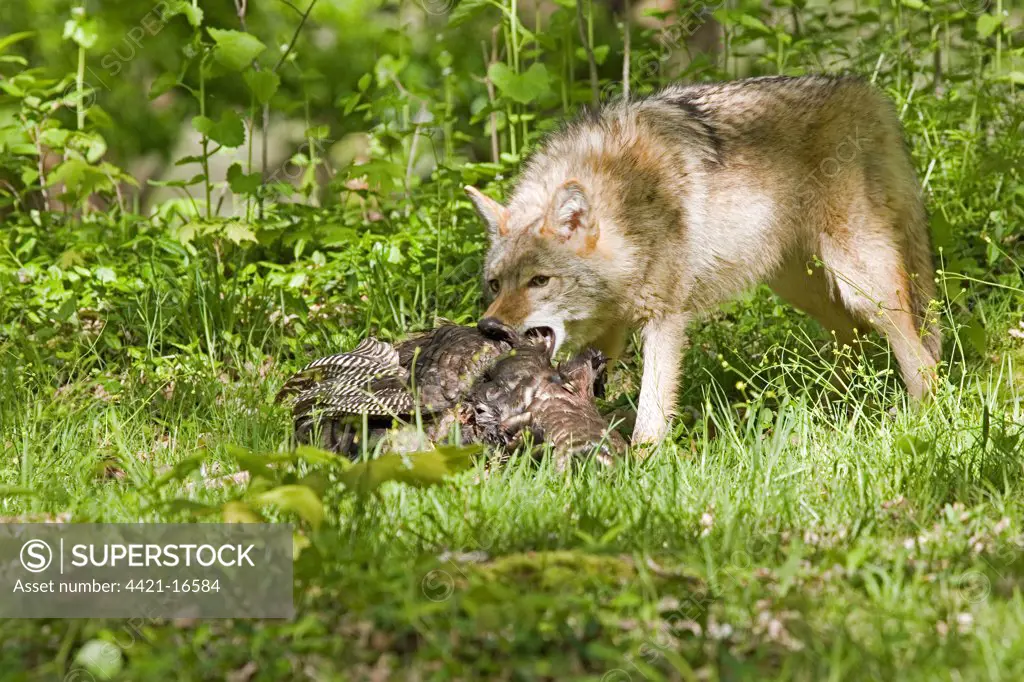 Coyote (Canis latrans) adult, feeding on wild turkey, U.S.A.