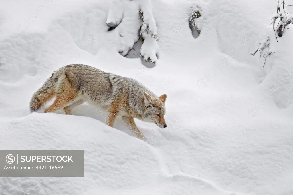 Coyote (Canis latrans) adult, walking in deep snow, Yellowstone N.P., Wyoming, U.S.A., february