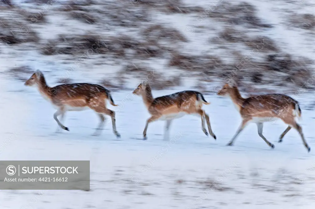 Fallow Deer (Dama dama) three fawns, running in snowfall, blurred movement, England, winter