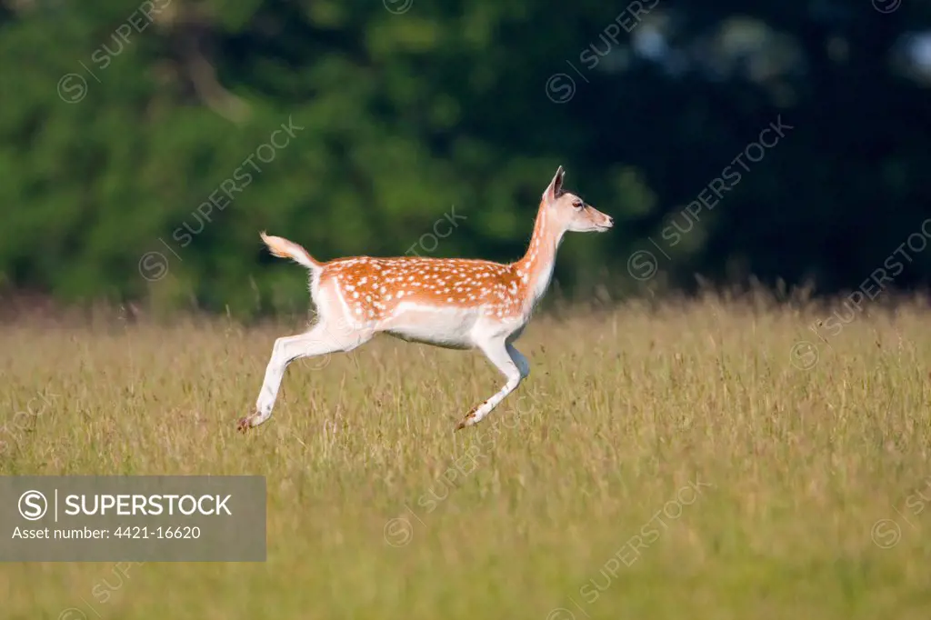 Fallow Deer (Dama dama) doe, stotting, Suffolk, England