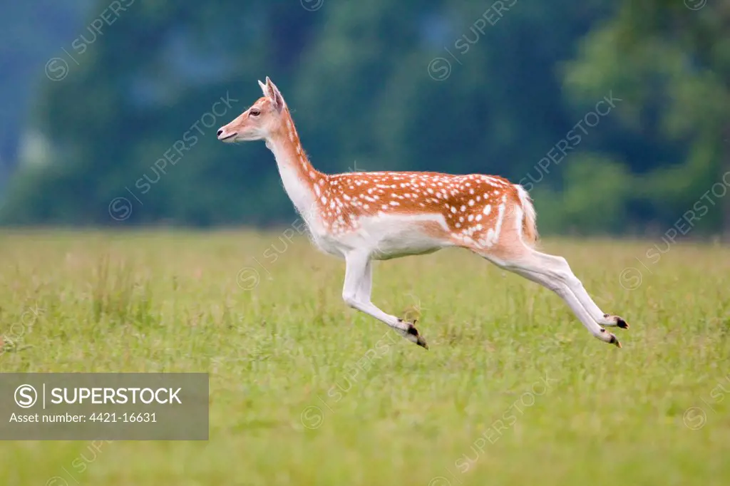 Fallow Deer (Dama dama) doe, stotting, Suffolk, England, june