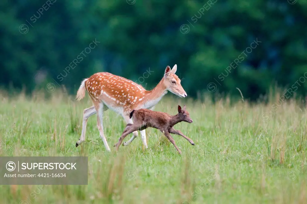 Fallow Deer (Dama dama) doe with two-week old fawn, running, Suffolk, England, june