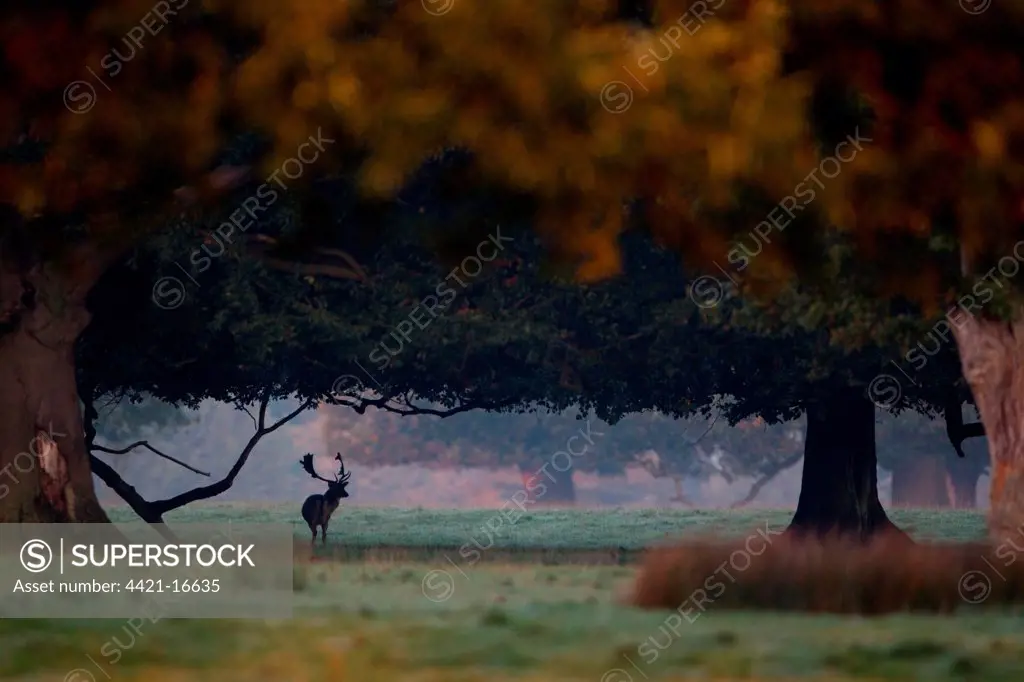 Fallow Deer (Dama dama) buck, standing in shadow of trees with browse line, during rutting season, Suffolk, England, october