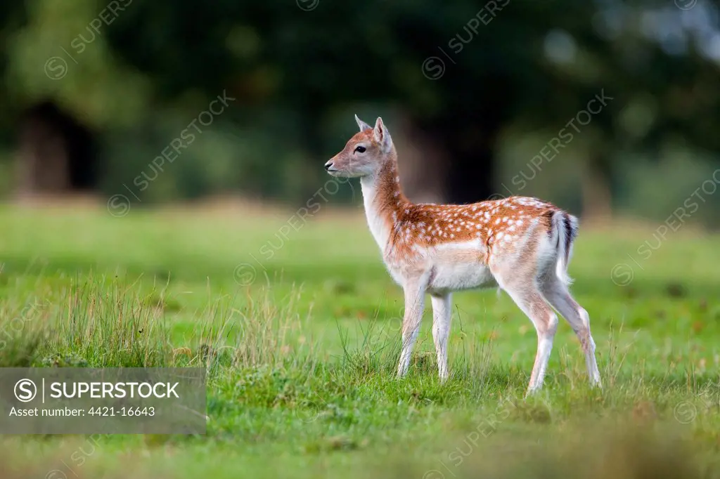 Fallow Deer (Dama dama) four month old fawn, standing, Suffolk, England, october