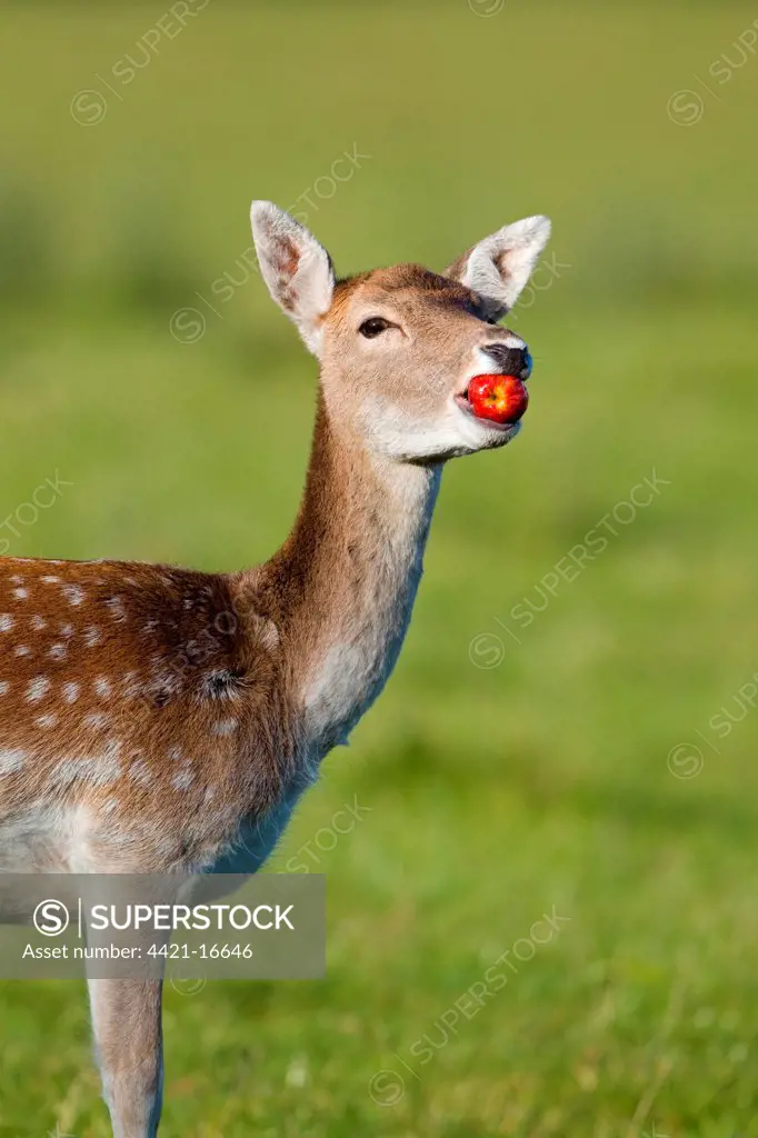 Fallow Deer (Dama dama) doe, feeding on windfall apple, Suffolk, England, october
