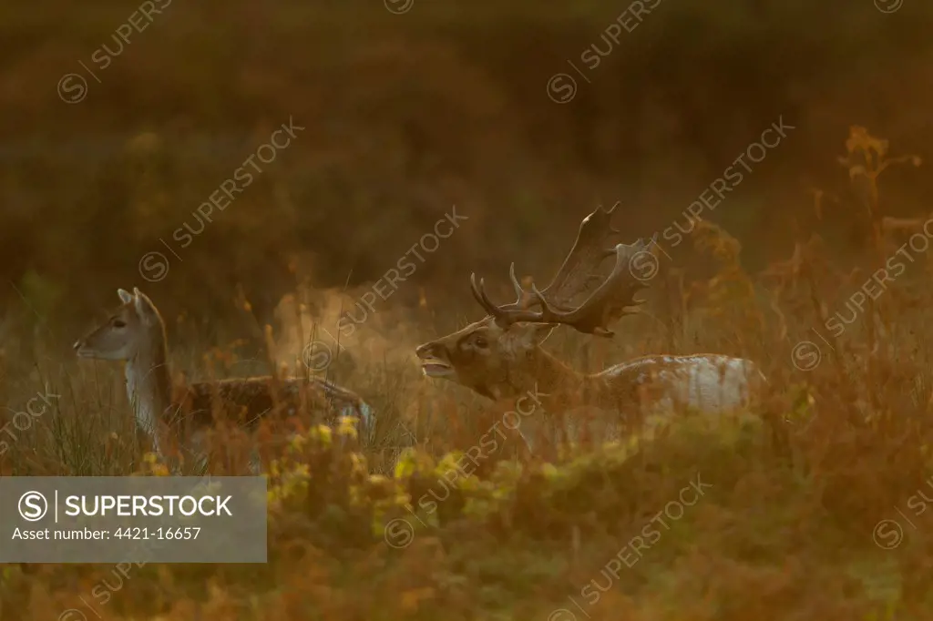 Fallow Deer (Dama dama) buck with doe, calling, breath condensing in cold air at dawn, during rutting season, Leicestershire, England, november