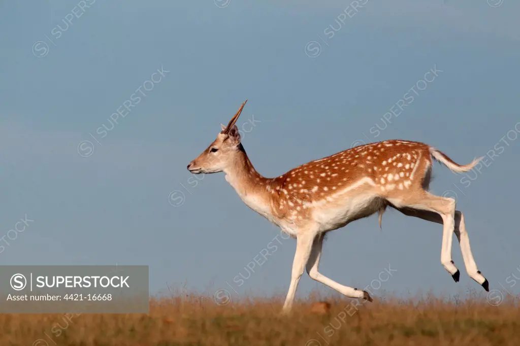 Fallow Deer (Dama dama) immature buck, running on grass, Kent, England, september