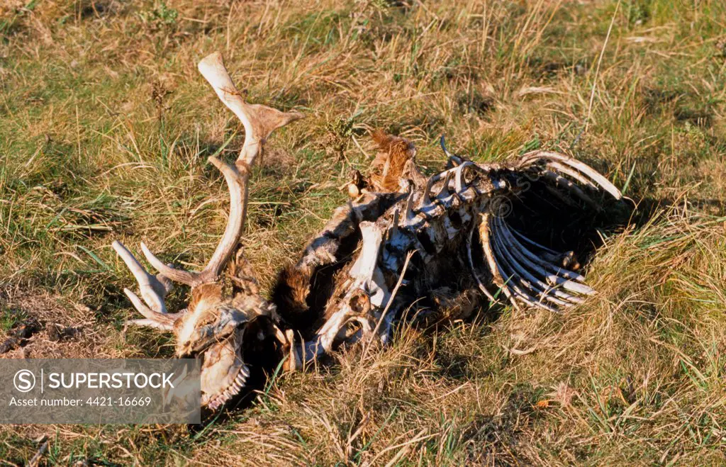 Fallow Deer (Dama dama) dead buck, skeletal remains of carcass, Chilterns, Hertfordshire, England