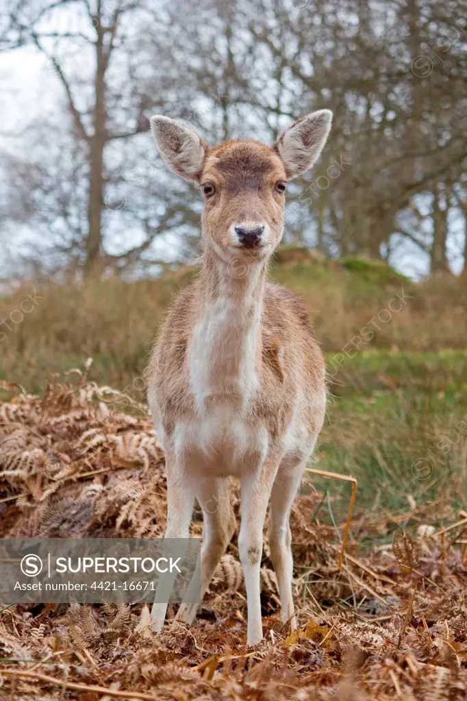 Fallow Deer (Dama dama) doe, standing amongst bracken, Knole Park, Kent, England, february