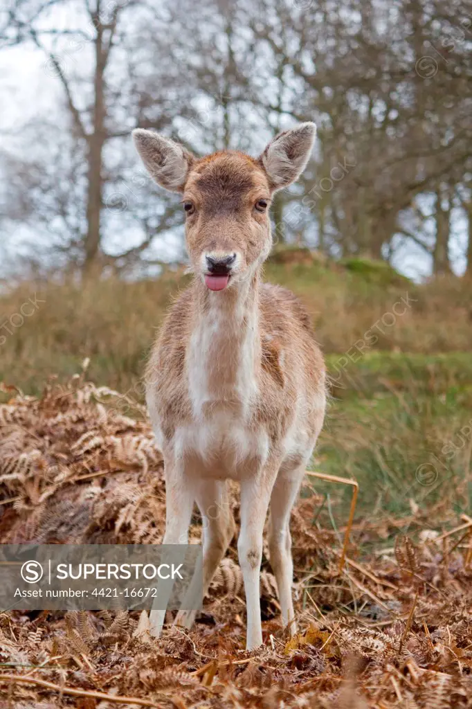 Fallow Deer (Dama dama) doe, with tongue sticking out, standing amongst bracken, Knole Park, Kent, England, february