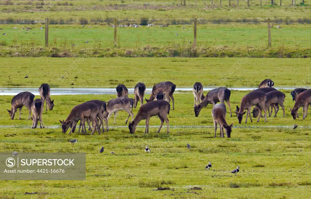 Fallow Deer (Dama dama) dark form, does and fawns, herd feeding in watermeadow habitat with Northern Lapwing (Vanellus vanellus) flock, Pulborough Brooks RSPB Reserve, West Sussex, England, march