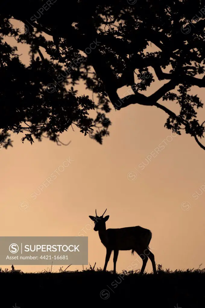 Fallow Deer (Dama dama) young buck, silhouetted at sunrise, Kent, England, october