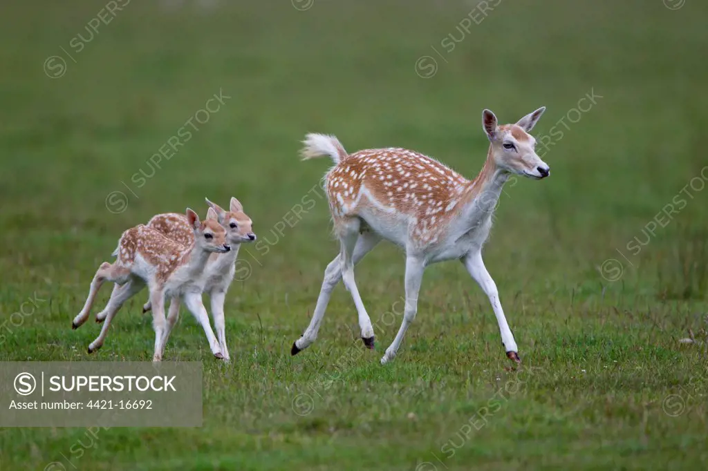 Fallow Deer (Dama dama) doe with two fawns, running, Helmingham Hall Deer Park, Suffolk, England, june