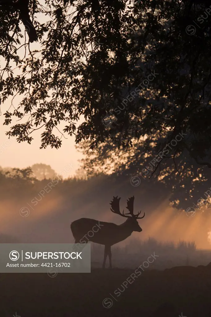 Fallow Deer (Dama dama) buck, silhouetted at dawn during rutting season, Helmingham Hall Deer Park, Suffolk, England, october
