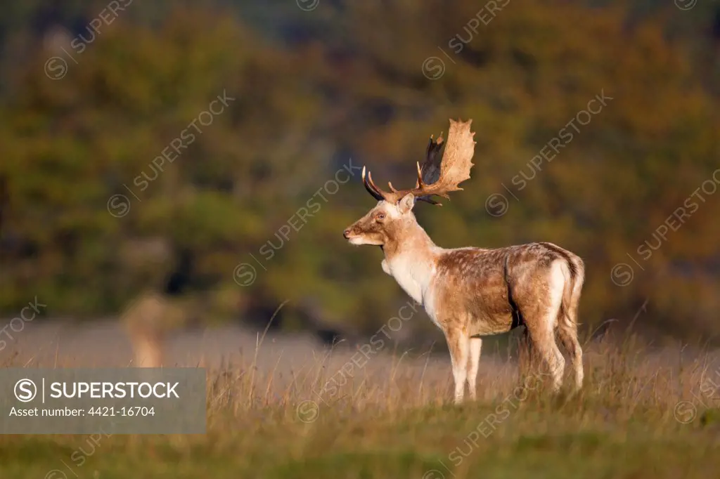 Fallow Deer (Dama dama) buck, standing in morning light during rutting season, Helmingham Hall Deer Park, Suffolk, England, october