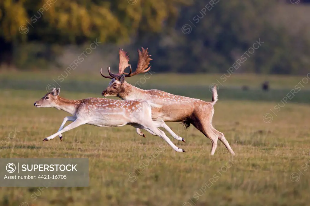 Fallow Deer (Dama dama) adult pair, buck chasing doe during rutting season, Helmingham Hall Deer Park, Suffolk, England, october