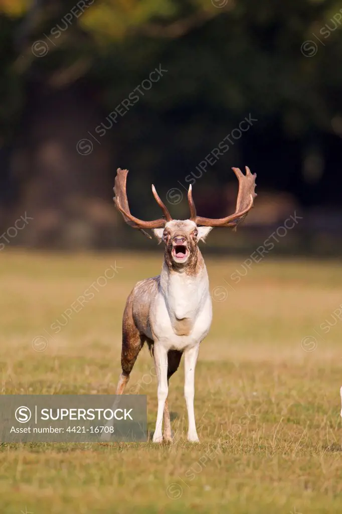 Fallow Deer (Dama dama) buck, roaring during rutting season, Helmingham Hall Deer Park, Suffolk, England, october