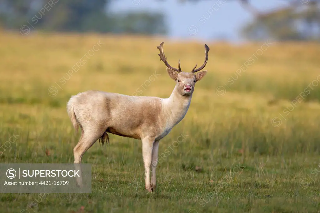 Fallow Deer (Dama dama) pale form, buck, in flehmen during rutting season, Helmingham Hall Deer Park, Suffolk, England, october
