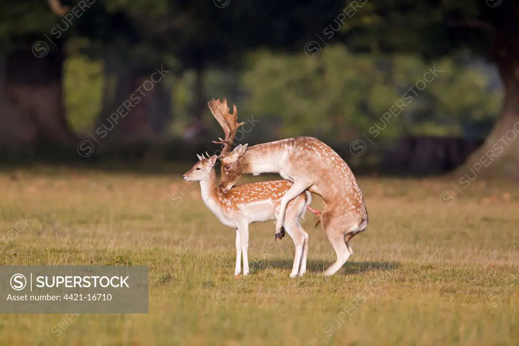 Fallow Deer (Dama dama) adult pair, buck mounting doe, mating during rutting season, Helmingham Hall Deer Park, Suffolk, England, october
