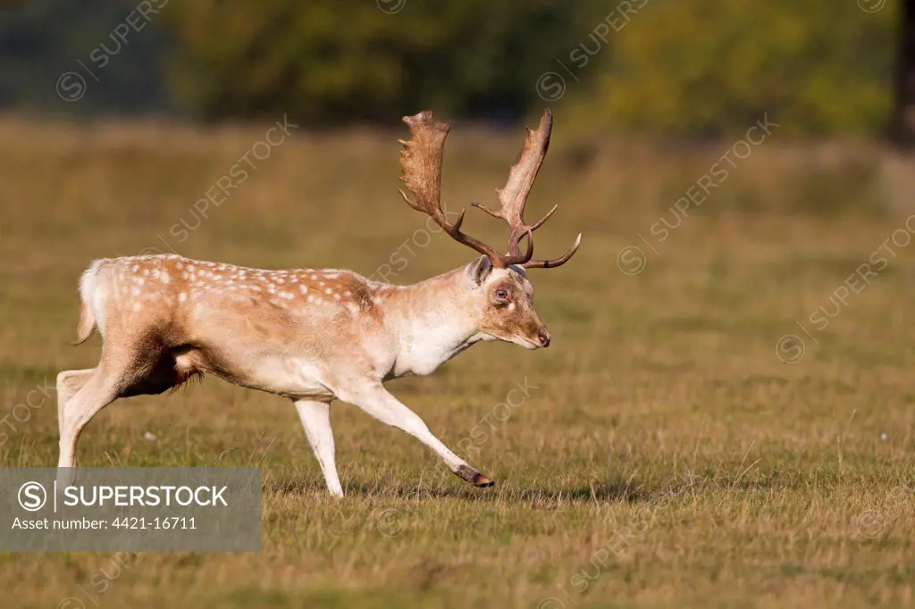 Fallow Deer (Dama dama) buck, kicking front leg out towards rival buck during rutting season, Helmingham Hall Deer Park, Suffolk, England, october