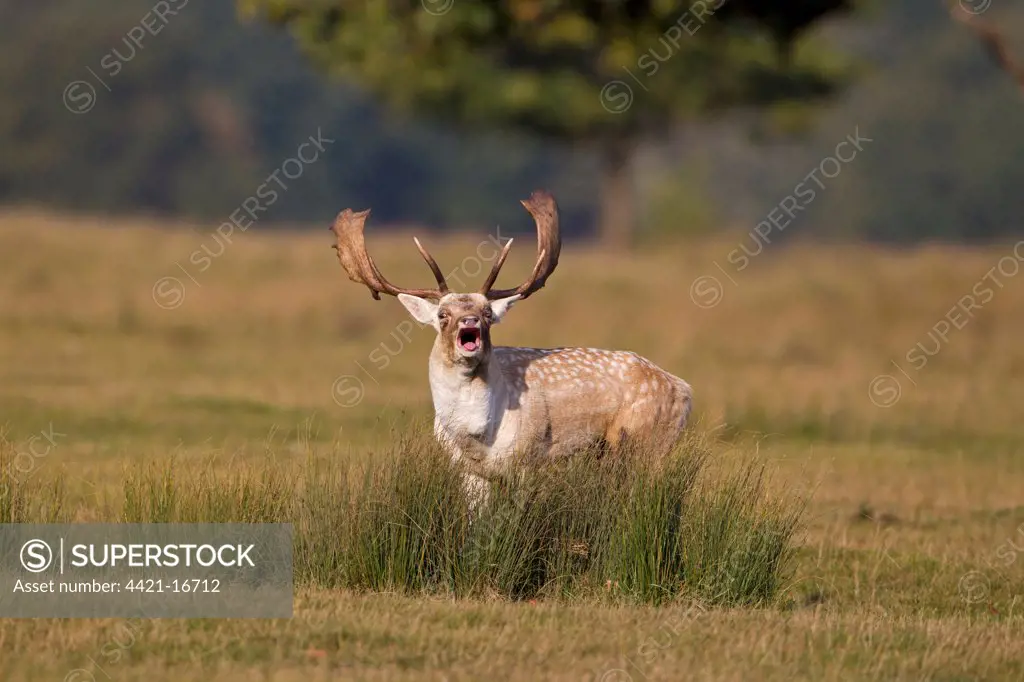 Fallow Deer (Dama dama) buck, roaring during rutting season, Helmingham Hall Deer Park, Suffolk, England, october