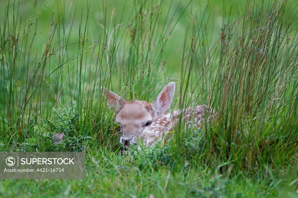 Fallow Deer (Dama dama) fawn, hiding in grass, Helmingham Hall Deer Park, Suffolk, England, june